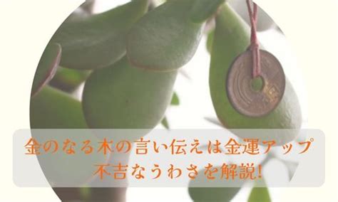 成金草 風水|花言葉は「幸運を招く」！金のなる木を上手に育てる。